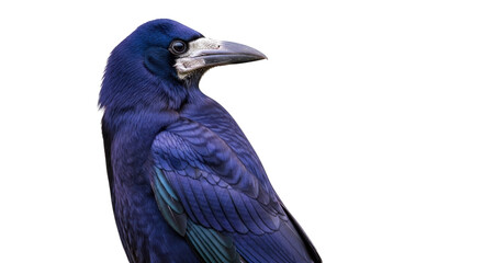 Isolated rook bird portrait, Corvus frugilegus, wildlife close-up, black plumage detail, avian © Alaric