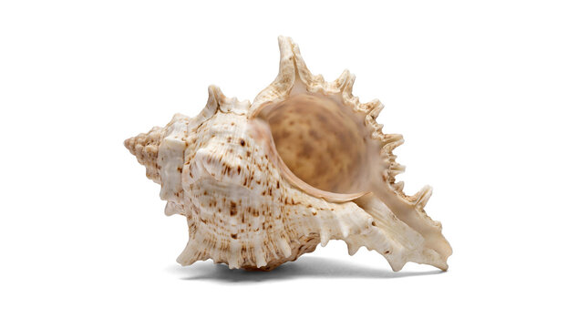 a detailed, textured conch shell with a prominent spiral and frilled edge, isolated on a transparent background, perfect for coastal decor or nature themes.