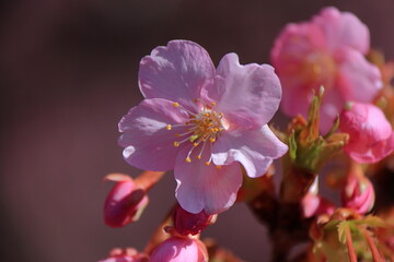 鮮やかなピンク色に咲く