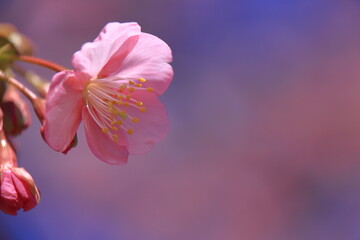 鮮やかなピンク色に咲く