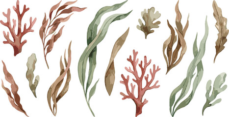 Seaweed and coral reef set with watercolor underwater marine plants collection for ocean life aquarium decoration and coastal nature themed designs. © MstSuborna