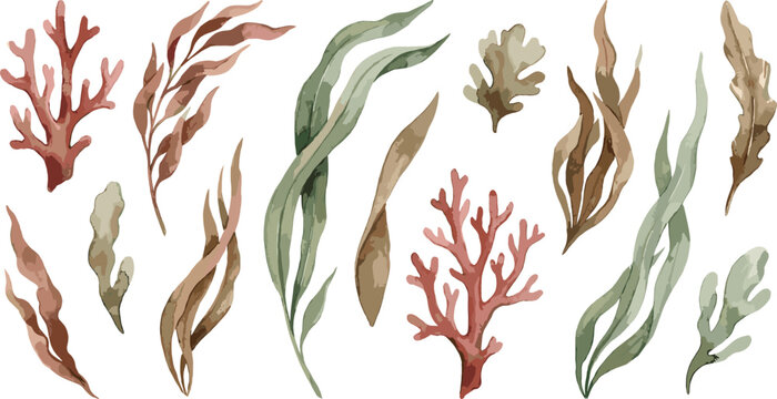 Seaweed and coral reef set with watercolor underwater marine plants collection for ocean life aquarium decoration and coastal nature themed designs.