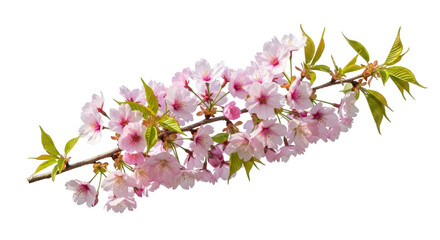 Isolated branch of blooming cherry tree in spring sunlight with delicate pink flowers © Motruc
