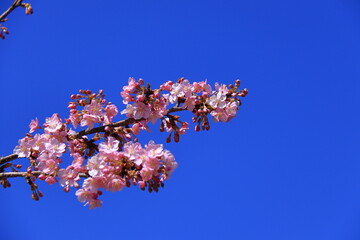 鮮やかなピンク色に咲く