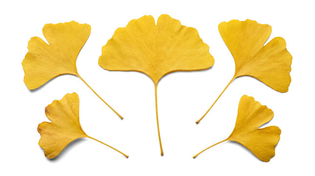 set of five vibrant yellow ginkgo biloba leaves arranged in a semi-circle on transparent background