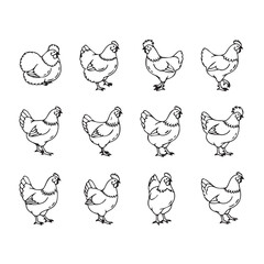 Fototapeta premium Collection of Hand-Drawn Chicken Illustrations in Various Poses Stock Illustration