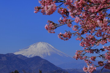 鮮やかなピンク色に咲く