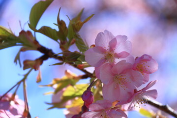 鮮やかなピンク色に咲く