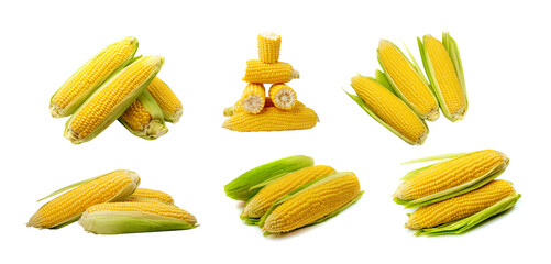 Sweet corn ears isolated. Maize cob cut, autumn sweetcorn, corncob, yellow corn ear on white