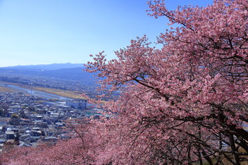 鮮やかなピンク色に咲く