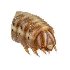 Close up macro of a caterpillar with water droplets