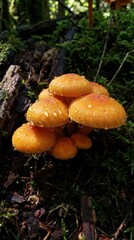Vibrant orange mushrooms with water droplets on dark background
