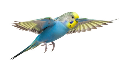 Isolated budgerigar in flight with wings spread, a vibrant colorful pet parakeet bird