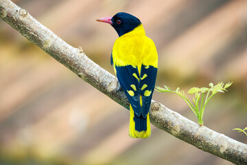 blue tit on branch © smirs
