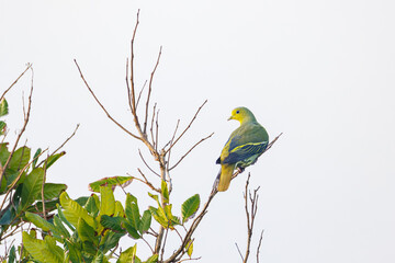 blue tit on branch © smirs