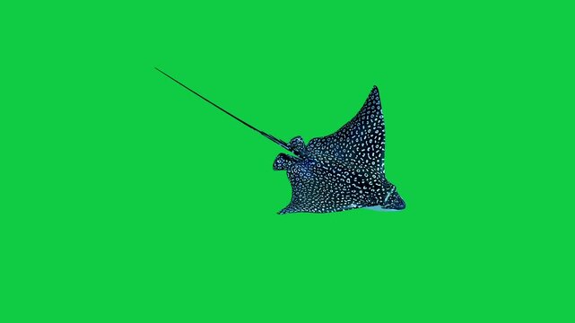 Beautiful Manta eagle ray coral reefs and tropical fish aquarium colorful sea salt water fantasy avatar alien fish deep sea fish green blue black screen