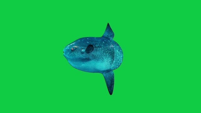 Beautiful sunfish coral reefs and tropical fish aquarium colorful sea salt water fantasy avatar alien fish deep sea fish green blue black screen
