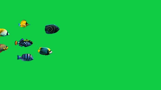 Beautiful Butterflyfish coral reefs and tropical fish aquarium colorful sea salt water fantasy avatar alien fish deep sea fish green blue black screen