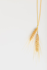 Fototapeta premium Wheat stems tied to a string hanging against a white background in natural light