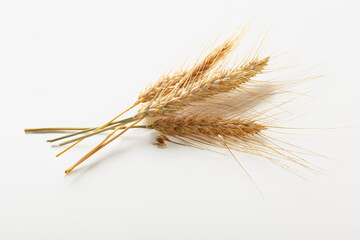 Wheat stalks laid on a white background showing the details of the plant
