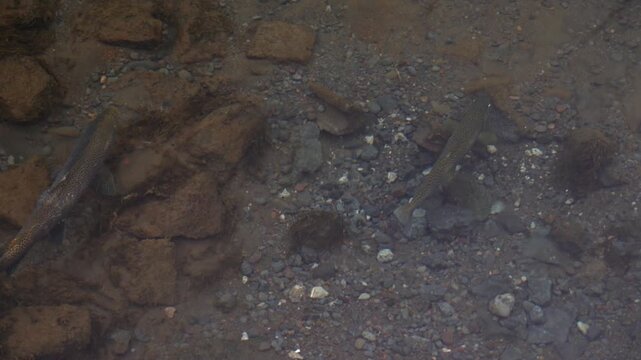 Spawning Brown Trout (Salmo trutta) In Arctic Iceland During Winter. Close-up Shot
