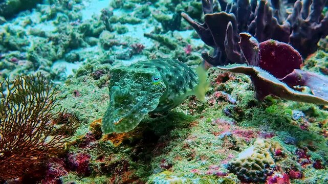 Broadclub cuttlefish swimming and blending into a vibrant coral reef in Bali, Indonesia. Natural marine habitat with tropical biodiversity and underwater ecosystem detail.