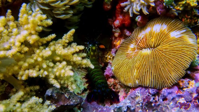 Peacock mantis shrimp briefly emerges from coral reef before retreating as a scuba diver approaches. Vibrant reef predator behavior captured in tropical Bali waters.