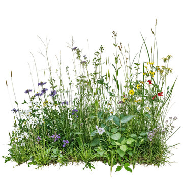 Isolated patch of wildflowers and grass on transparent background, suitable for nature compositions, landscaping design, and creative projects
