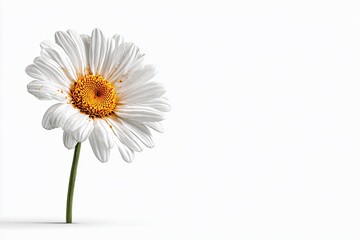 Isolated close-up of a daisy on a white background, minimal composition
