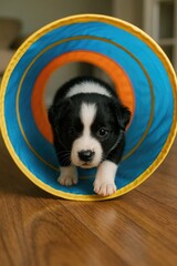 Fototapeta premium A puppy is inside a blue and orange tunnel.