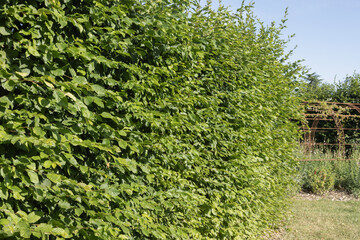 Haie de Carpinus betulus	