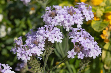 Fototapeta premium Verbena rigida 