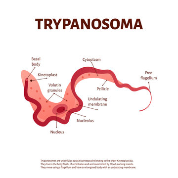 Trypanosoma labeled diagram, detailed structure of parasitic protozoan with nucleus, kinetoplast and flagellum, medical microbiology educational illustration isolated on white