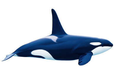 Obraz premium Isolated killer whale with streamlined shape and large dorsal fin swimming smoothly