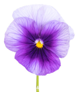 Fleur de Viola cornuta 	