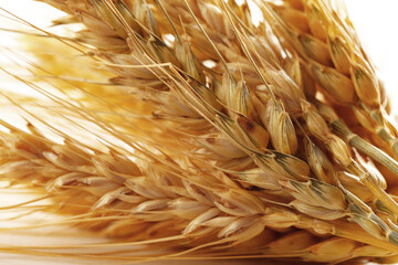 Naklejka premium Fields of wheat ready for harvest in warm sunlight during the late summer afternoon