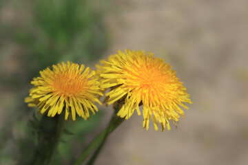 Macro shot of vibrant yellow dandelion flowers (Taraxacum) in spring. Detailed close-up of blooming wildflowers on a soft blurred background. Natural light botanical photography.