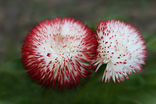 Pink and white bellis perennis daisy flowers blooming close up on dark green background, english daisy blossoms, spring garden flora with copy space.