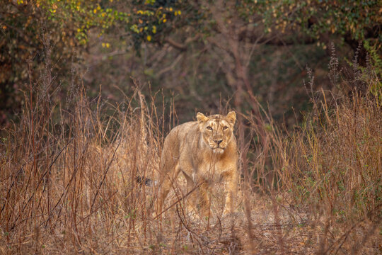 Lioness - Asiatic Lioness in Gir Forest, Gujrat India
