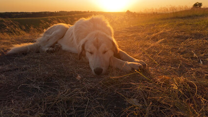 Cute dog sleeping in a field in nature during sunset sunrise time.