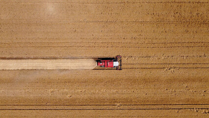 Wheat field in summertime with combine harvesting - drone shot.