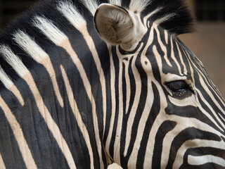 zebra © xavier