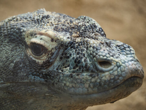 dragon de komodo