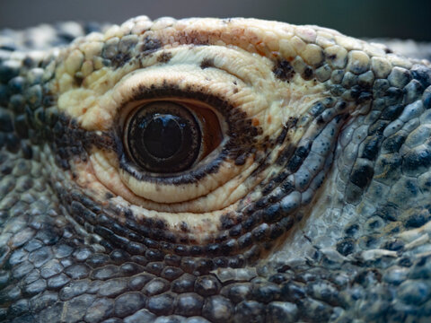 dragon de komodo