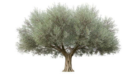 Isolated Olive Tree, silvery green foliage, branches and trunk, typical Mediterranean vegetation © Ophelia