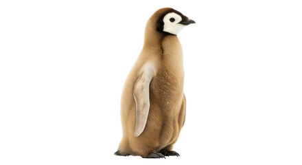 Isolated emperor penguin chick stands in profile, waiting for food, ready for commercial use © Ophelia
