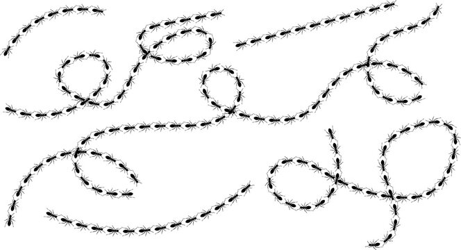 Numerous black ants marching in long, winding lines and circular patterns