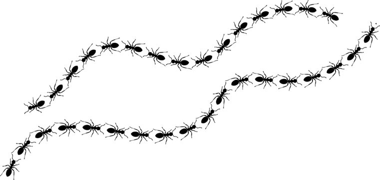 Seamless vector illustration of organized black ants following two distinct wavy paths.