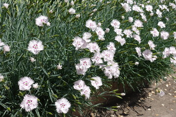 Closed buds and white flowers of Dianthus plumarius in May © Anna
