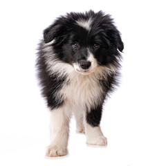 Border Collie Welpe steht isoliert auf wei&szlig;em Grund und sieht zur Kamera